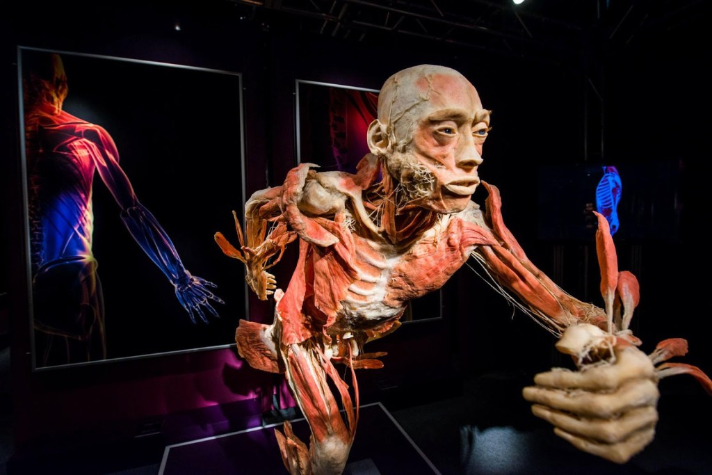 the_human_body_exhibition