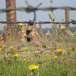 Auschwitz-Birkenau